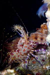 Marble Shrimp hiding inside a crevice by Stew Smith 